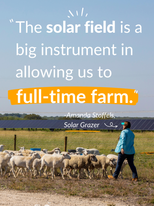 Solar grazing partner Amanda Stoffels on how agrivoltaics has enabled her farming dreams