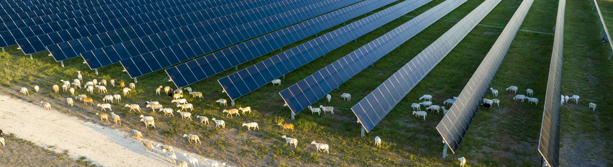 sheep grazing between solar panels