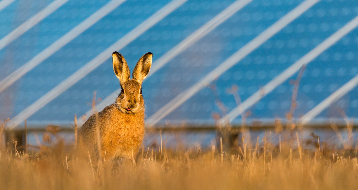 oxbow-solar-faqs-lightsource-bp-usa