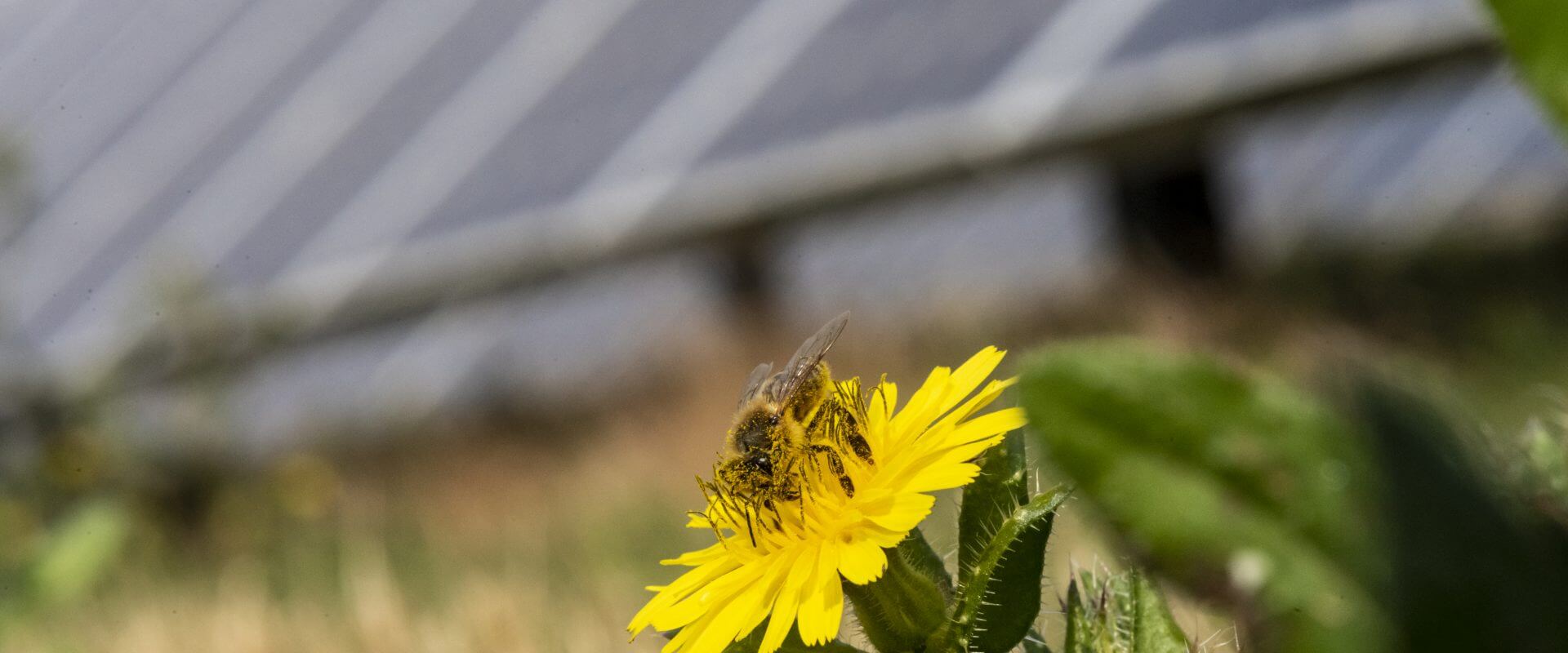 Bellflower Solar | Lightsource Bp