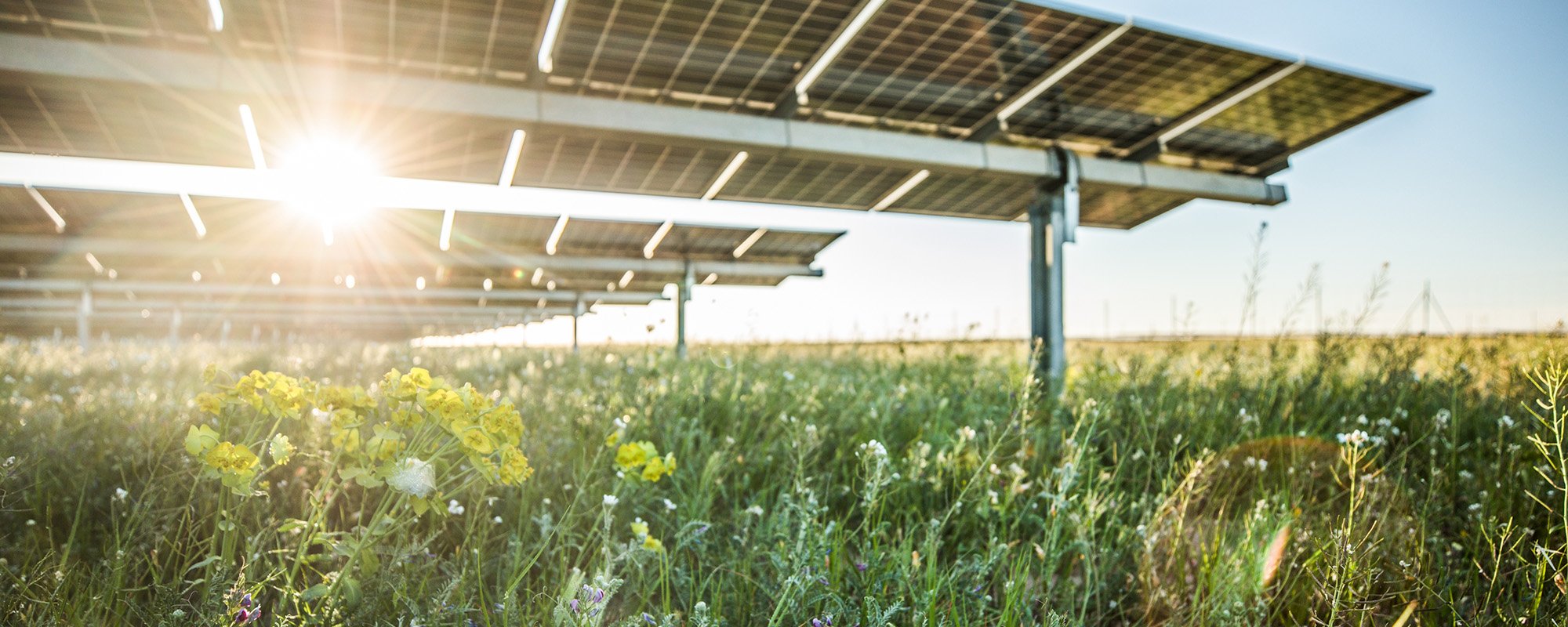 Solar panels angled over a field of wildflowers, emphasizing agrivoltaics and biodiversity planting at the array.