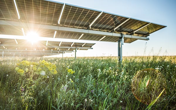Solar panels angled over a field of wildflowers, emphasizing agrivoltaics and biodiversity planting at the array.