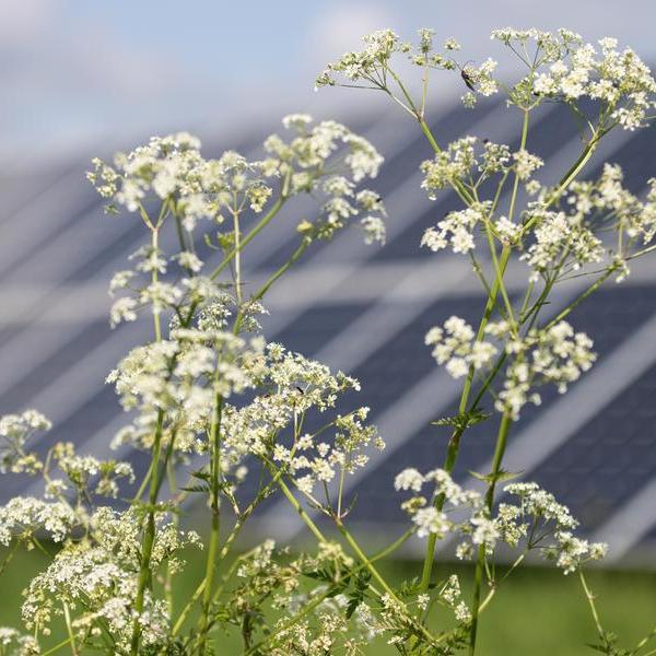 close up of white flowers, solar panels in the background