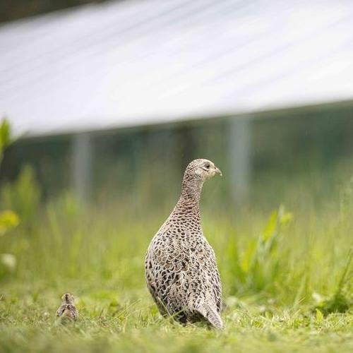 A female pheasant and baby, solar panels in the background