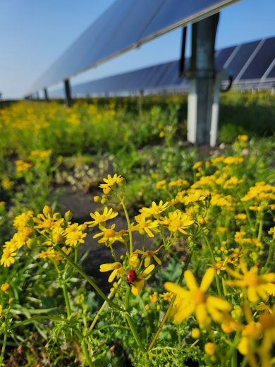 flowers and insect on solar field