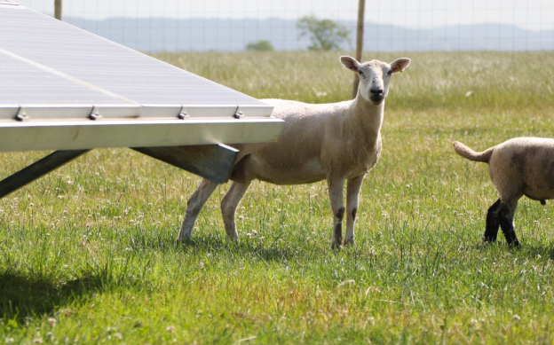 sheep on solar farm