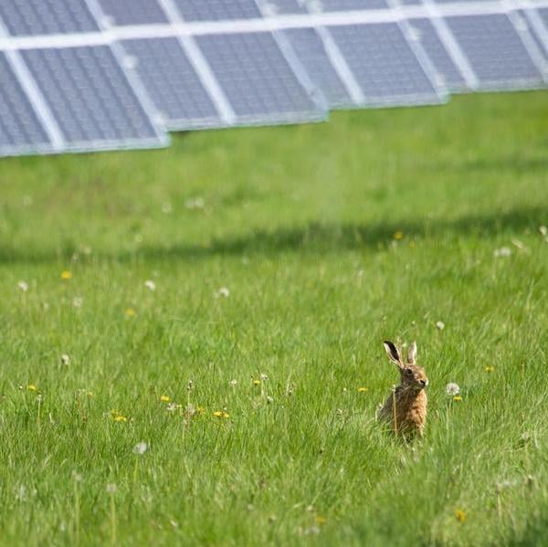 A brown hare sits alert in a grassy field with solar panels blurred in the background at the Lightsource bp Finvoy Road solar project, a 5.96MWdc UK Projects site in Rasharkin, Co Antrim, Northern Ireland.