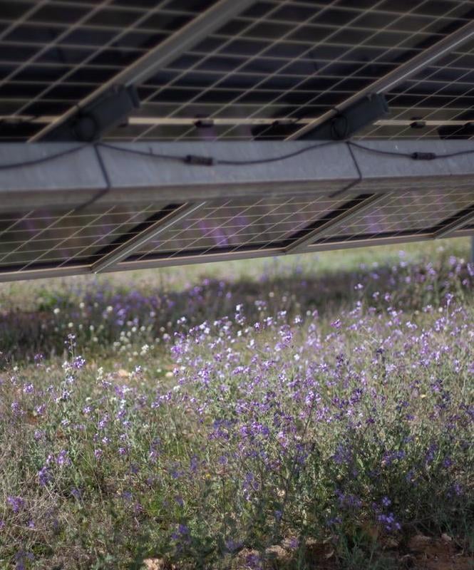 Close-up view beneath solar panels at the Lightsource bp Gonerby Moor solar project in the UK, showing purple wildflowers blooming on the ground, part of their UK Projects portfolio.