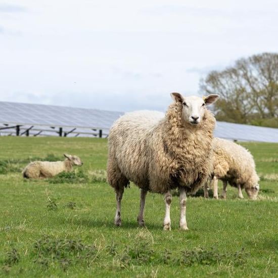 A fluffy sheep stands in a green field with solar panels blurred in the background at a Lightsource bp solar project in the UK, part of their UK Projects portfolio.