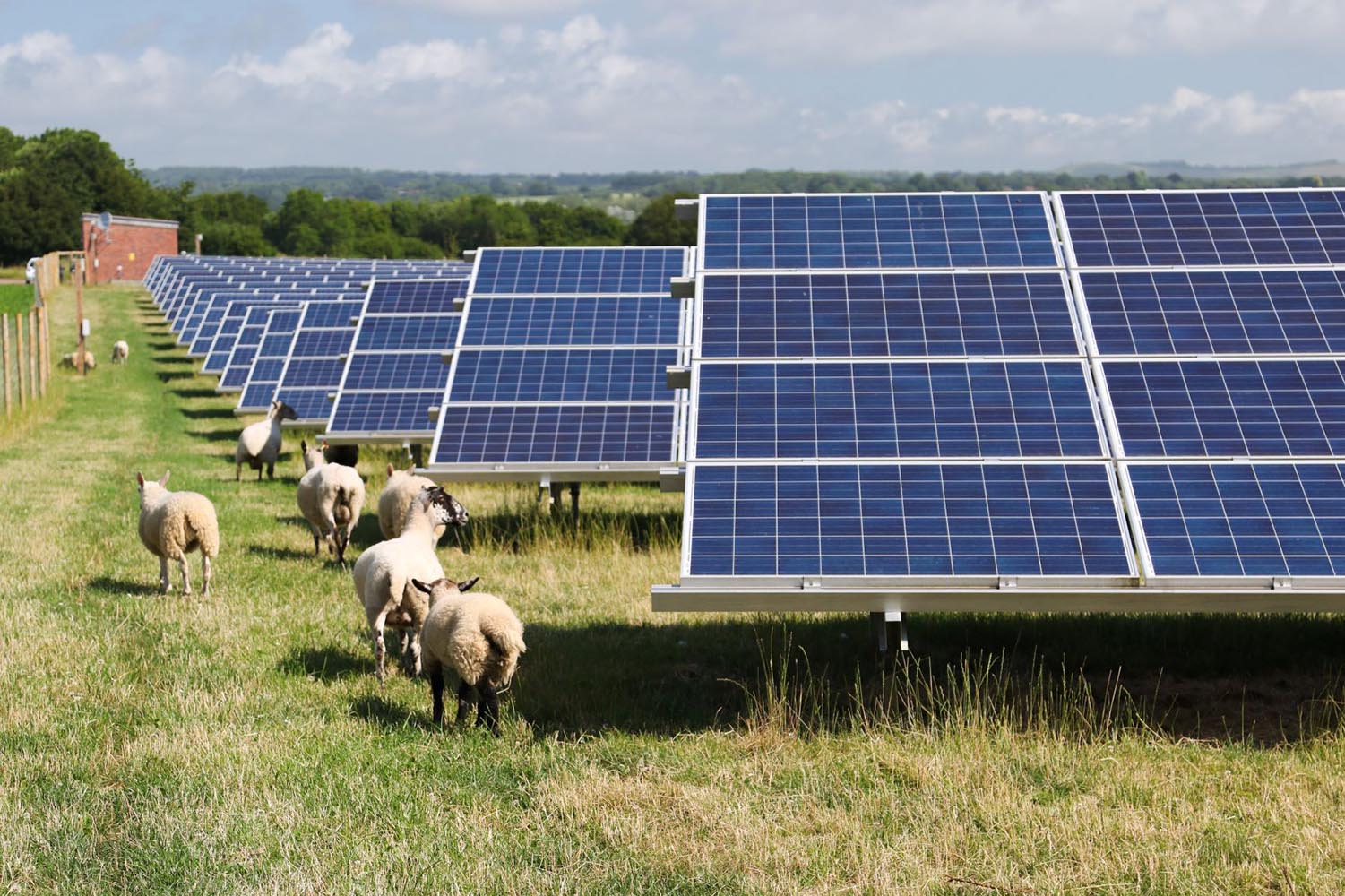 Flock of sheep grazing among rows of solar panels at a Lightsource bp solar project in the UK, part of their UK Projects portfolio, under a partly cloudy sky with trees on the horizon.