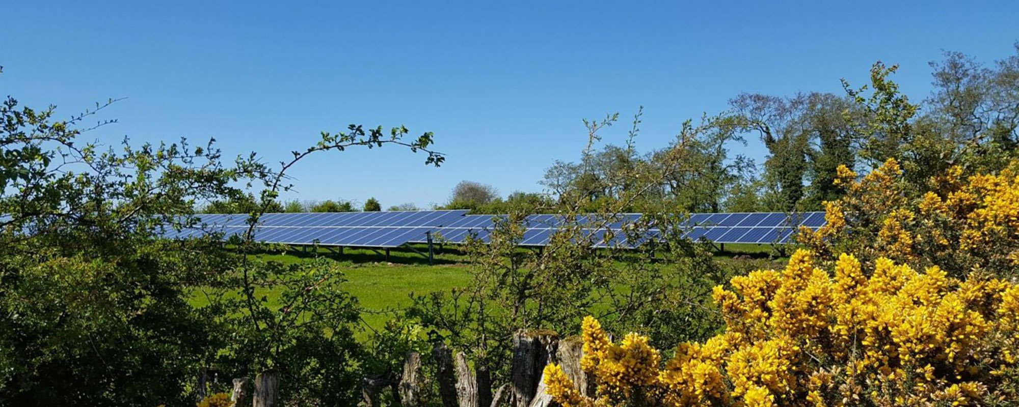 Solar panels at the Lightsource bp Moira Road solar project in the UK, part of their UK Projects portfolio, framed by vibrant yellow gorse bushes and green hedgerows under a clear blue sky.