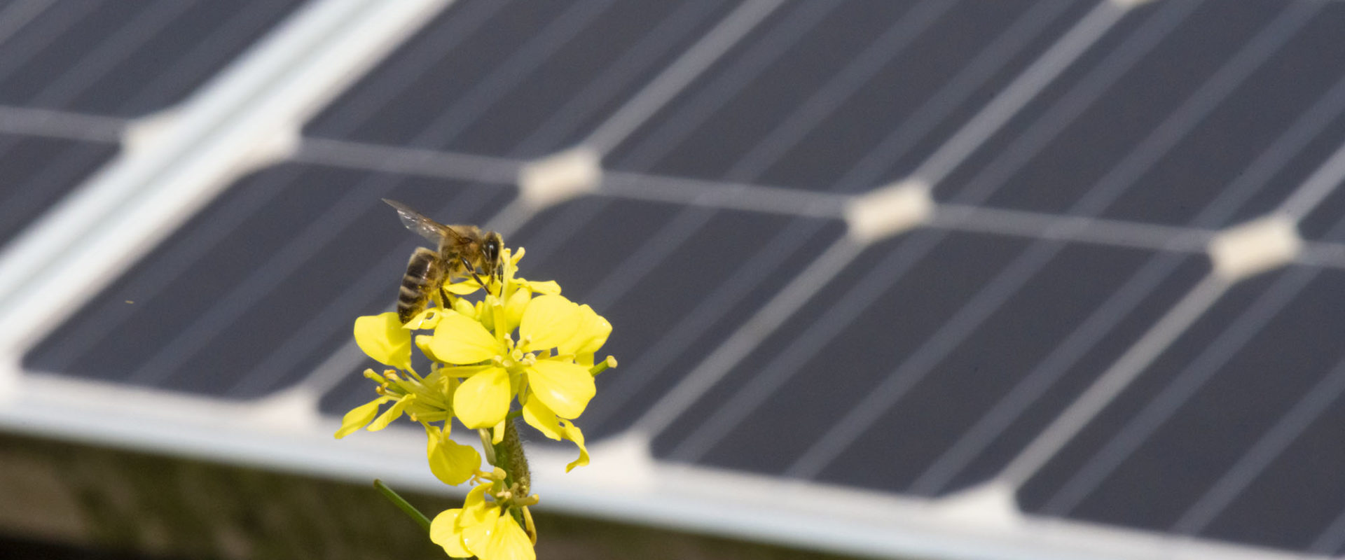 bee on flower in solar farm