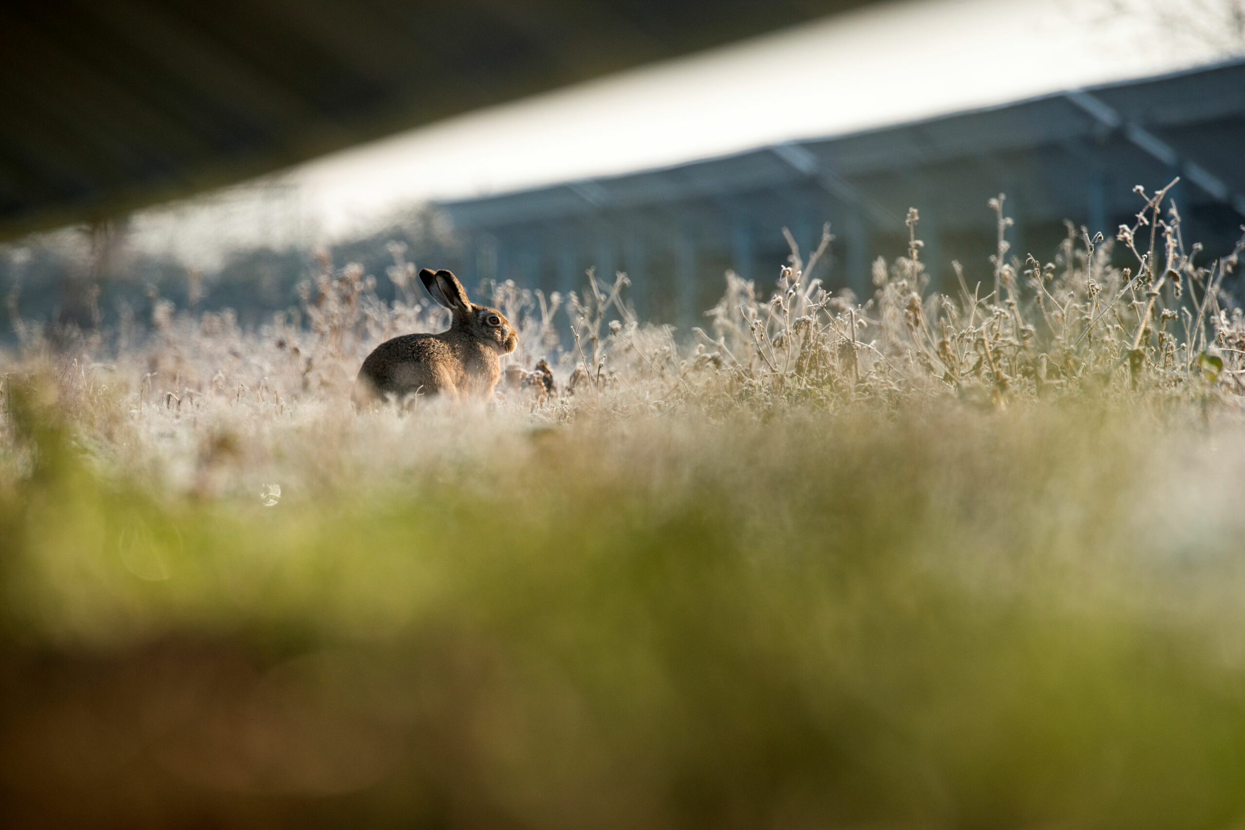 rabbit on solar site