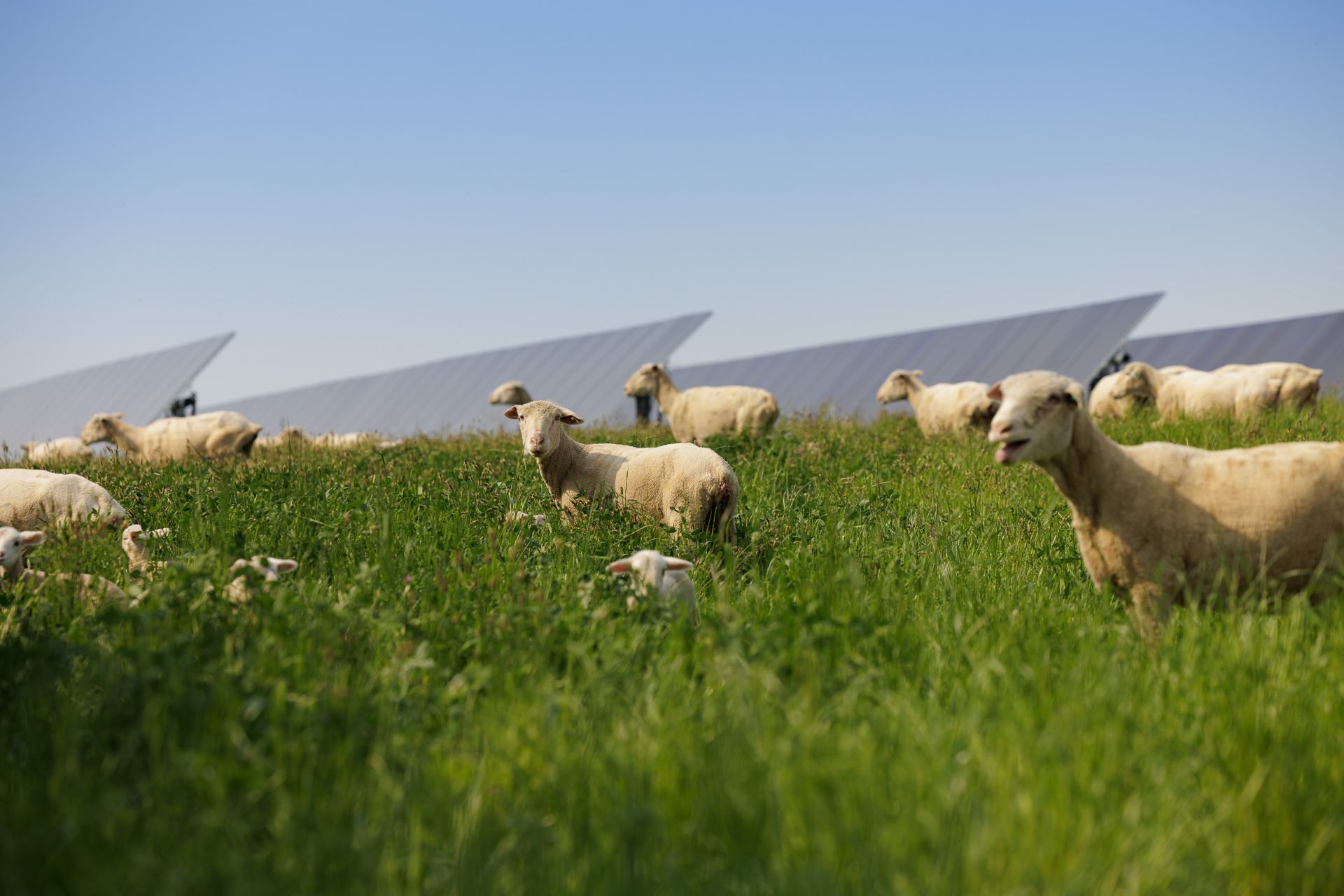 Solar grazing at Lightsource bp's Bellflower Solar, a utility-scale solar farm in Indiana