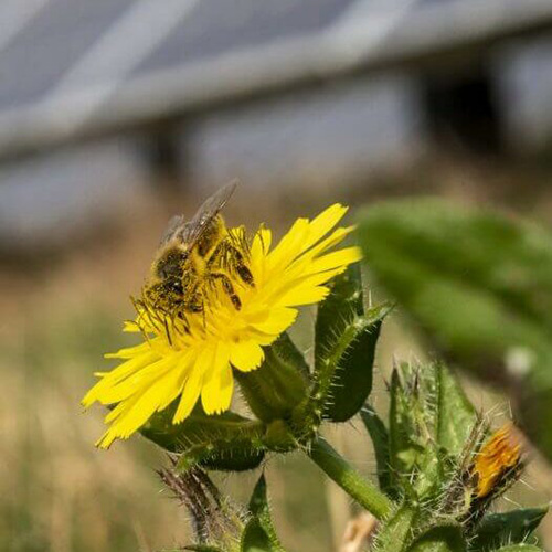 Bee perched on a flower