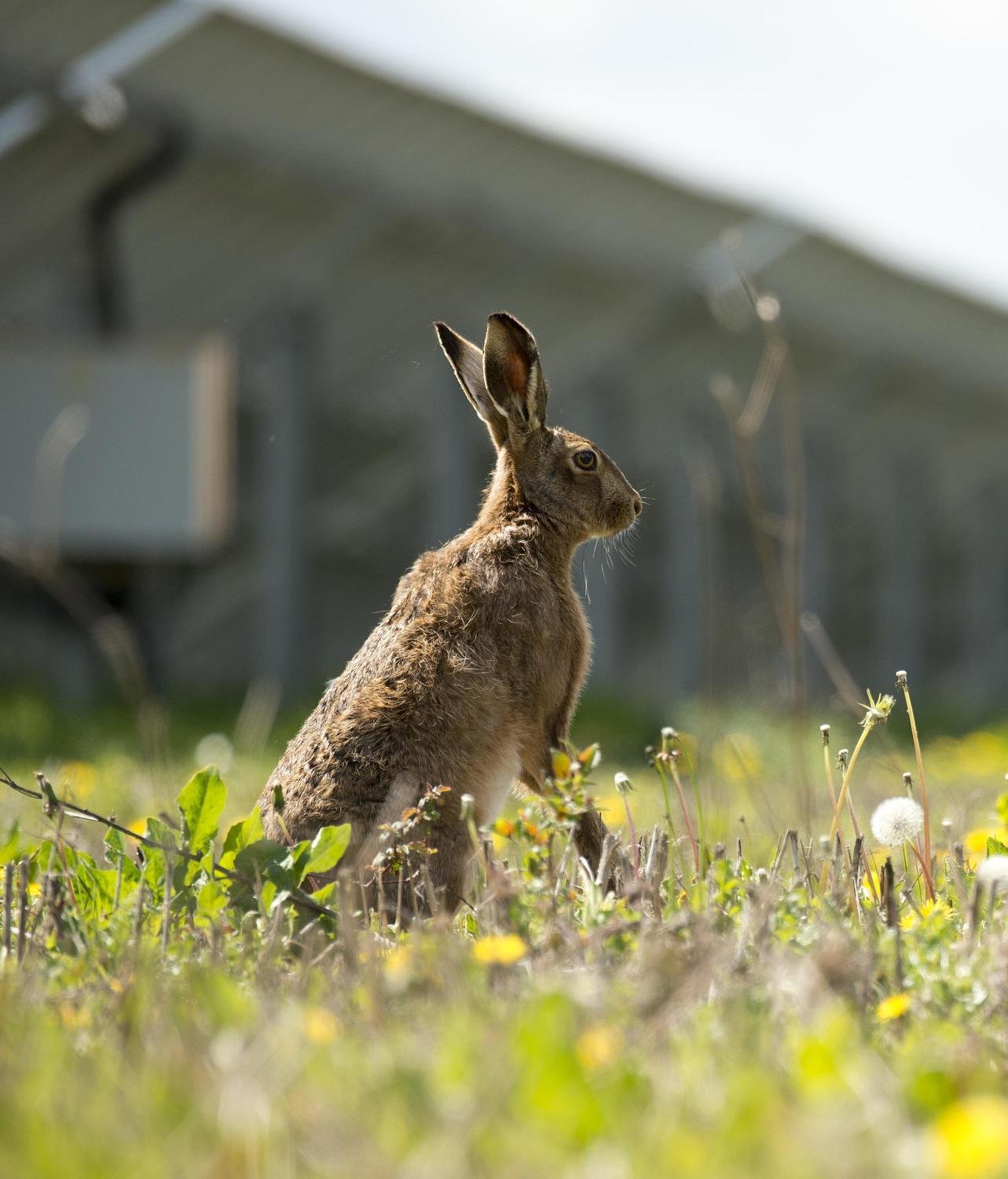Hare in grass with solar panels in the background symbolizing biodiversity and nature conservation on the farm.