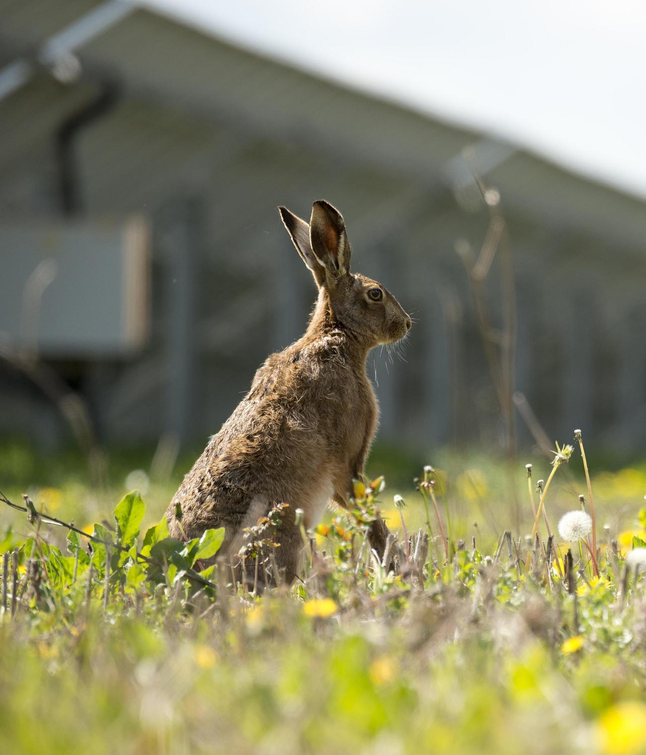 A hare stood on it's hind legs, solar panels in the background