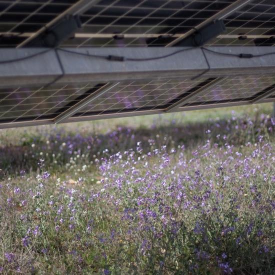 small purple flowers growing beneath solar panels