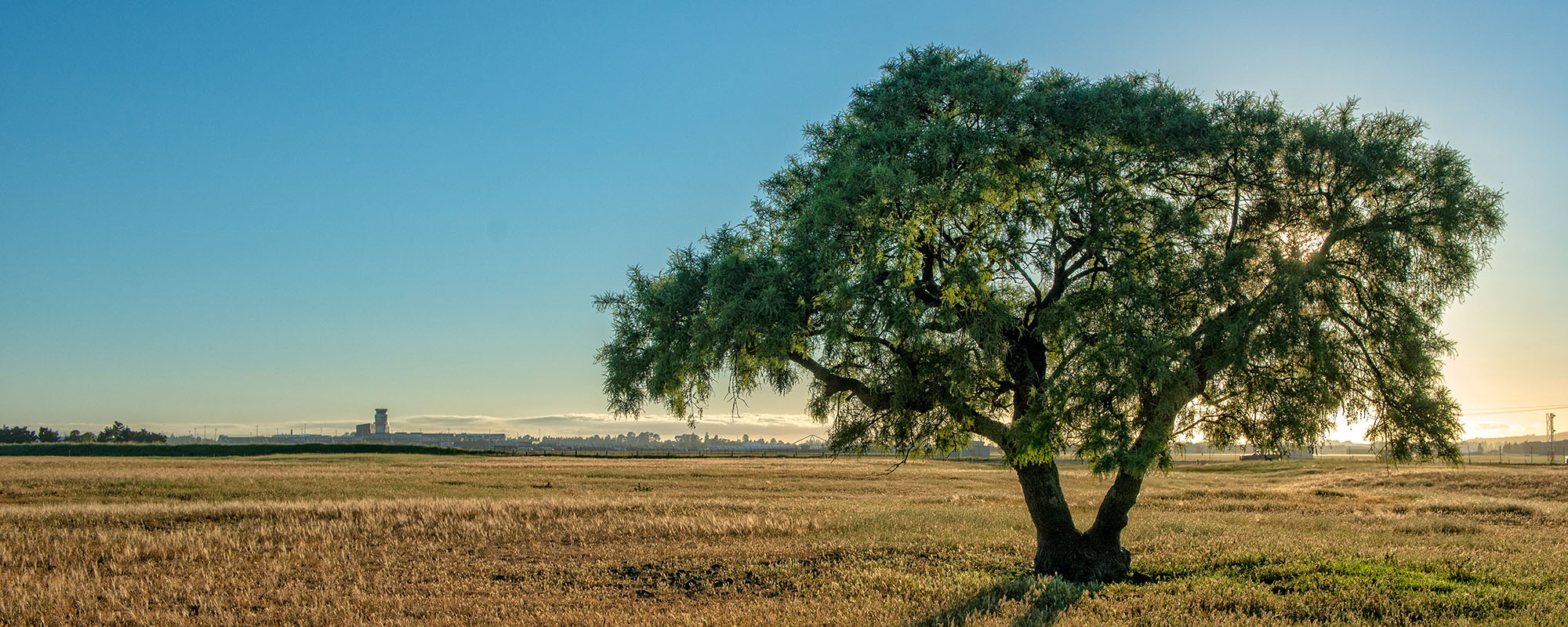 Rural landscape photo with a mature tree in a dry pasture, emphasizing natural beauty and open space.