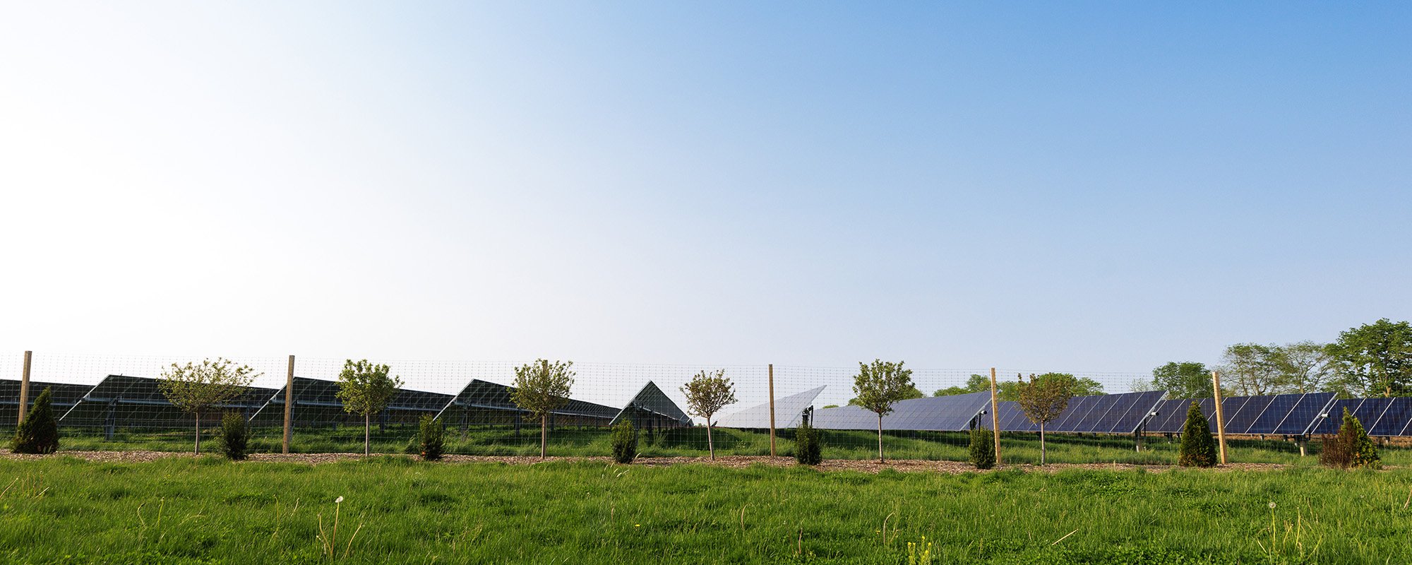 Rows of solar panels at the Lightsource bp Bellflower Solar farm, a US Projects site, stretch across a green field under a clear blue sky, bordered by young trees and fencing.
