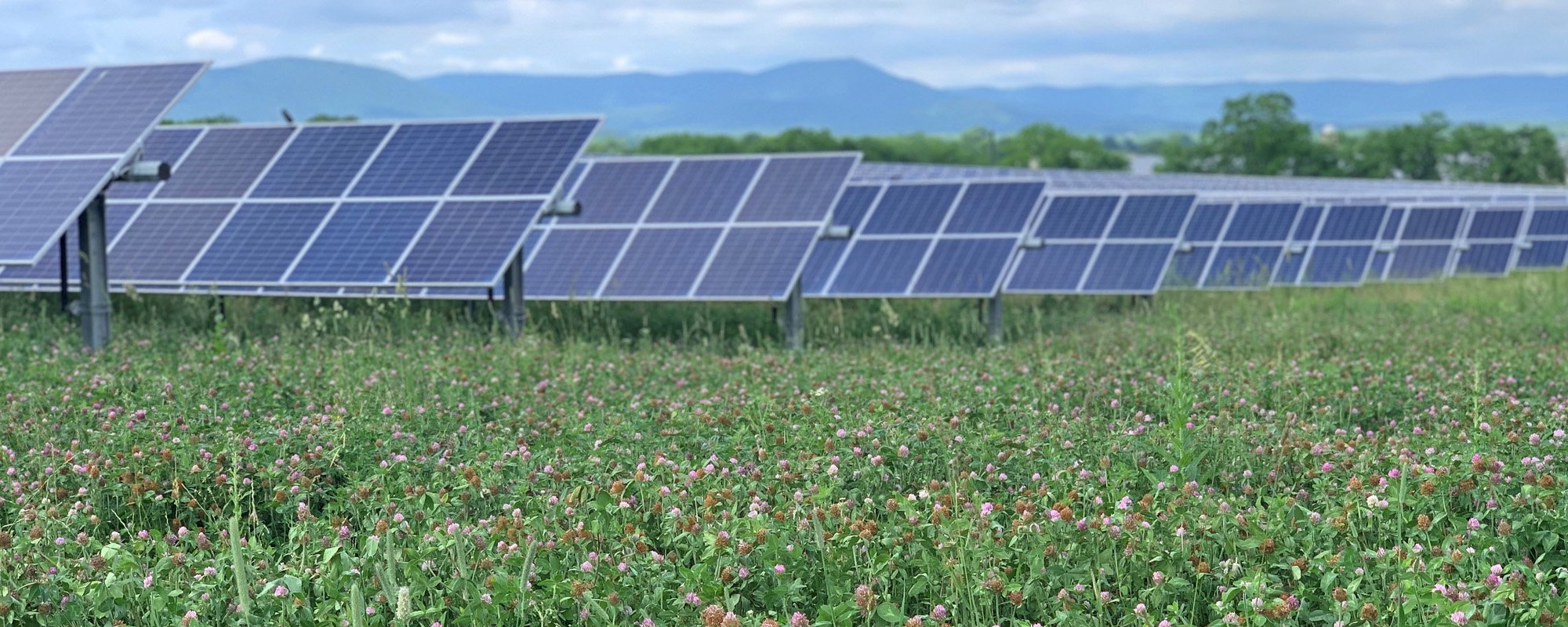 Rows of solar panels at the Lightsource bp Elk Hill Solar project, part of their US Projects portfolio, stand above a field of blooming clover with rolling hills and mountains in the background.