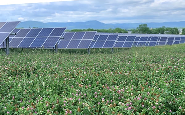 Rows of solar panels at the Lightsource bp Elk Hill Solar project, part of their US Projects portfolio, installed over a field of blooming clover under a cloudy sky with distant mountains.