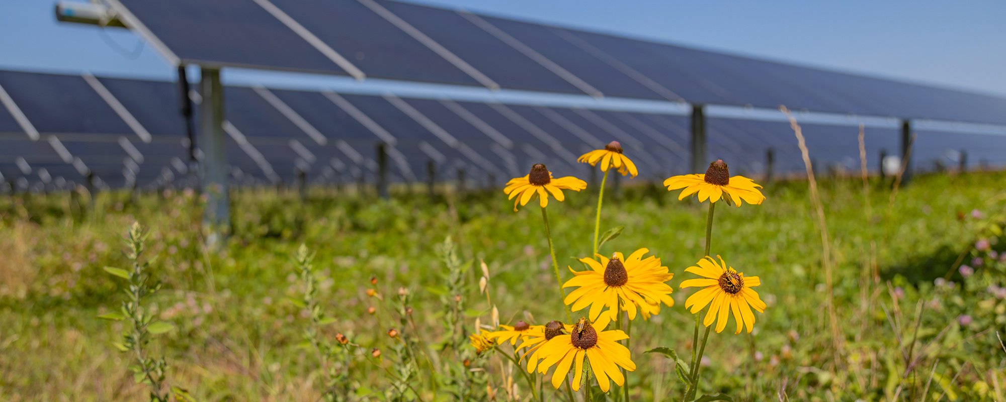 Bright yellow wildflowers bloom in the foreground with solar panels of the Lightsource bp Honeysuckle solar project in Indiana softly blurred behind — part of their US Projects portfolio.