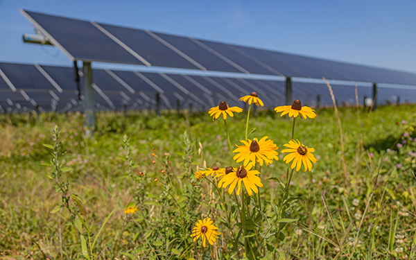 Yellow wildflowers bloom in the foreground with solar panels of the Lightsource bp Honeysuckle solar project in Indiana visible in the background, part of their US Projects portfolio.