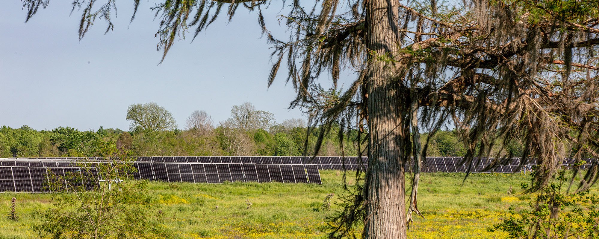 Rows of solar panels at the Lightsource bp Oxbow Solar project in Louisiana, part of their US Projects portfolio, framed by a moss-draped tree and wildflowers under a clear blue sky.