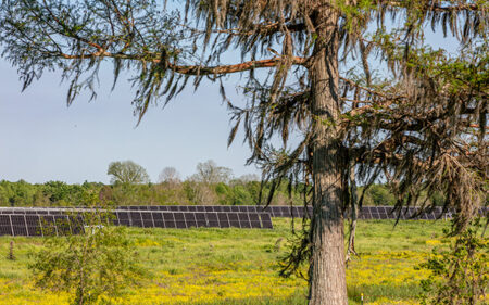 Solar panels of the Lightsource bp Oxbow Solar project in Louisiana visible through trees and wildflowers, part of their US Projects portfolio.