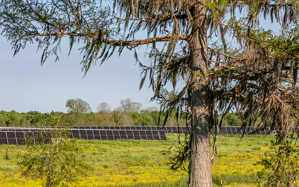 Solar panels of the Lightsource bp Oxbow Solar project in Louisiana visible through trees and wildflowers, part of their US Projects portfolio.