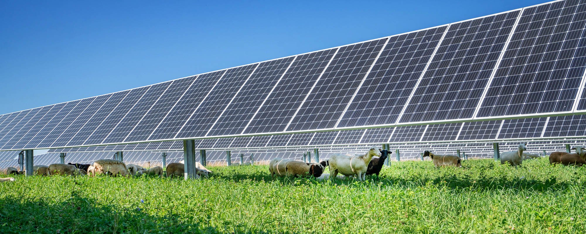Flock of sheep grazing beneath rows of solar panels at the Lightsource bp Penn State Solar Project in Pennsylvania, part of their US Projects portfolio.