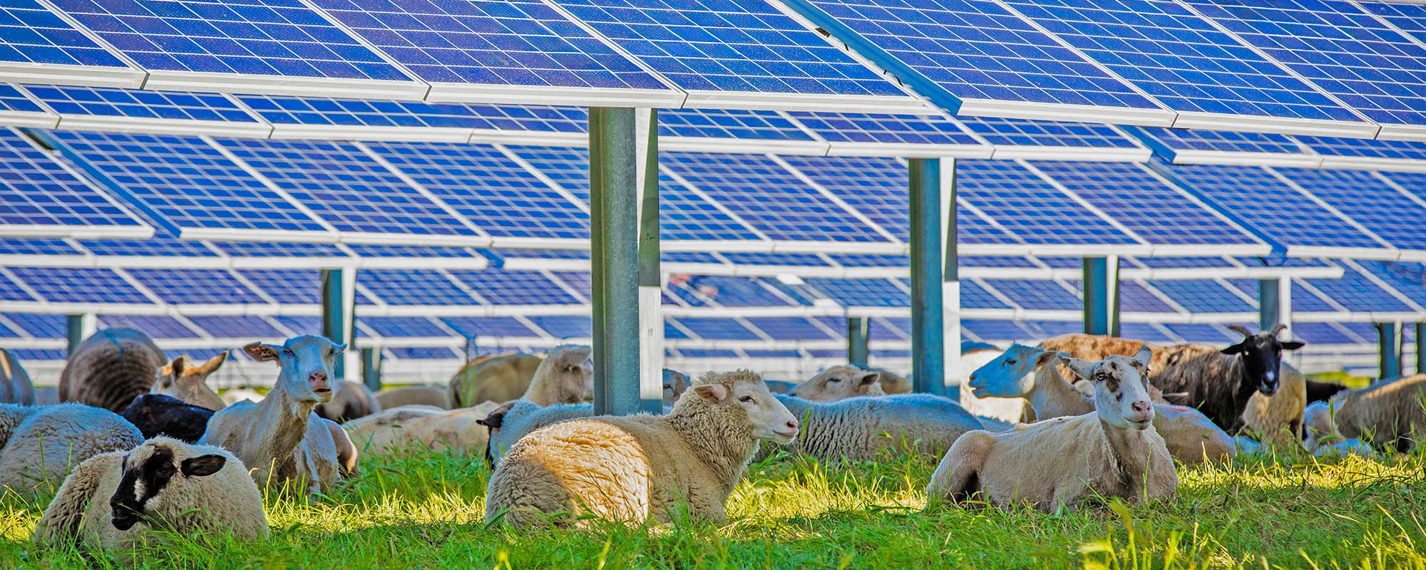 Flock of sheep resting beneath rows of solar panels at the Lightsource bp Wildflower Solar farm in California, part of their US Projects portfolio.
