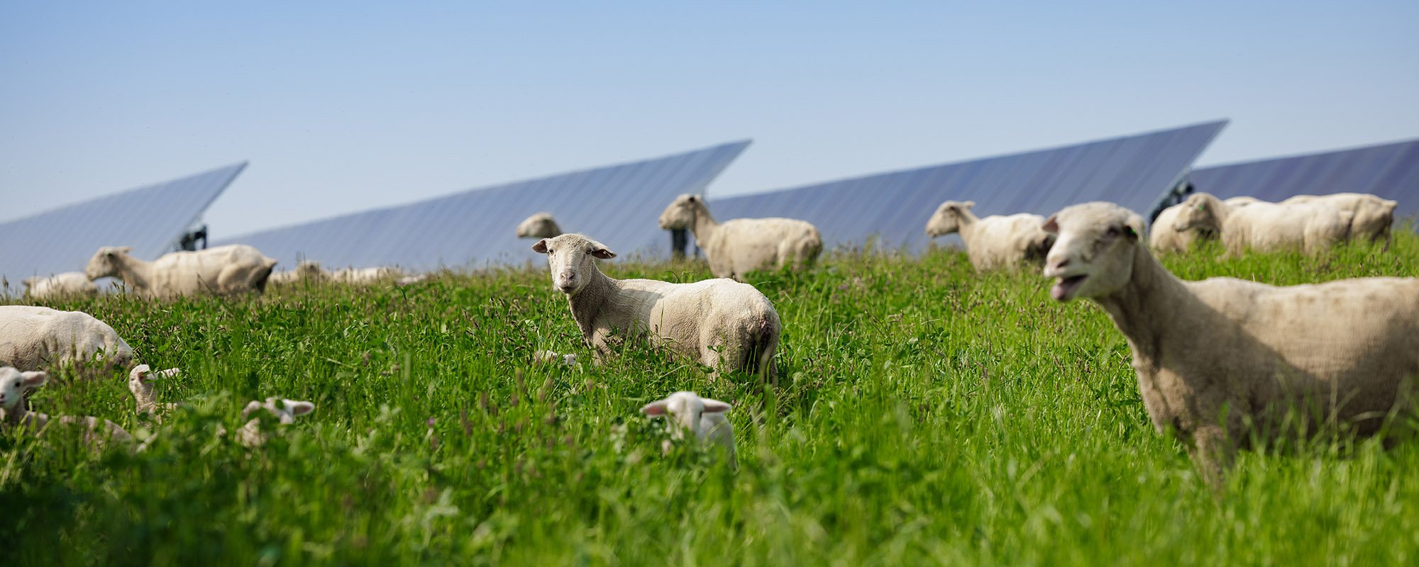Ground-level view of a flock of sheep, including lambs grazing peacefully in sunlit grass beneath rows of solar panels at a Lightsource bp solar project. The panels are softly blurred in the background, emphasizing the animals and their natural habitat, symbolizing how renewable energy infrastructure can coexist with agriculture and rural life.
