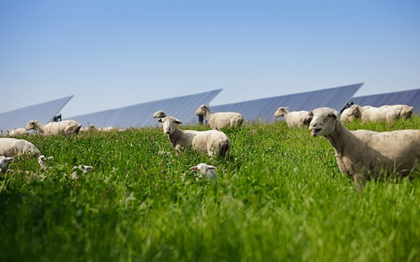 A flock of sheep grazes in green grass beneath rows of solar panels at a Lightsource bp solar project under a clear blue sky.