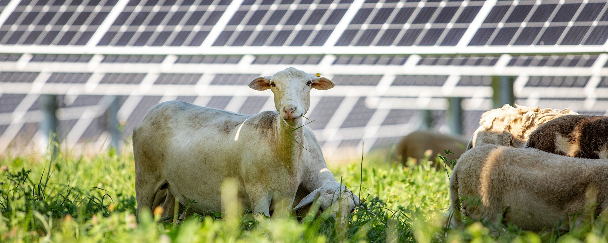 Ground-level view of a white sheep standing alert in sunlit grass, with rows of solar panels softly blurred behind it. This scene captures a Lightsource bp solar project, demonstrating how renewable energy infrastructure can coexist with agriculture and rural landscapes.