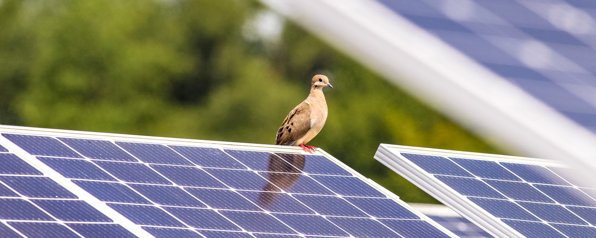 Close-up of a small brown bird perched atop a solar panel at a Lightsource bp solar project. The panel is angled toward a bright sky, with lush green trees softly blurred in the background, symbolizing how renewable energy infrastructure can coexist peacefully with local wildlife and natural habitats.