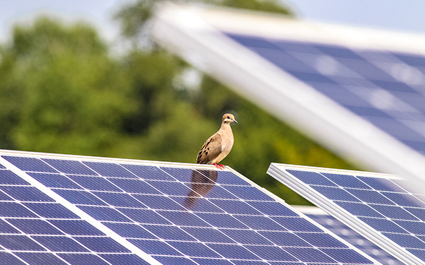 A small bird perches on a solar panel at a Lightsource bp solar project, with green trees blurred in the background.