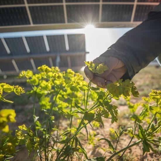 a close up of a hand holding a plant with yellow flowers, growing beneath solar panels