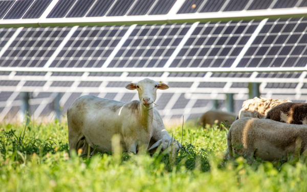 sheep under solar panels