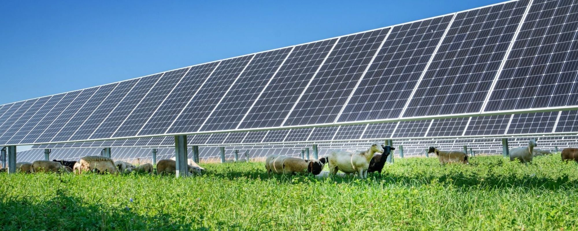 sheep grazing under solar panels