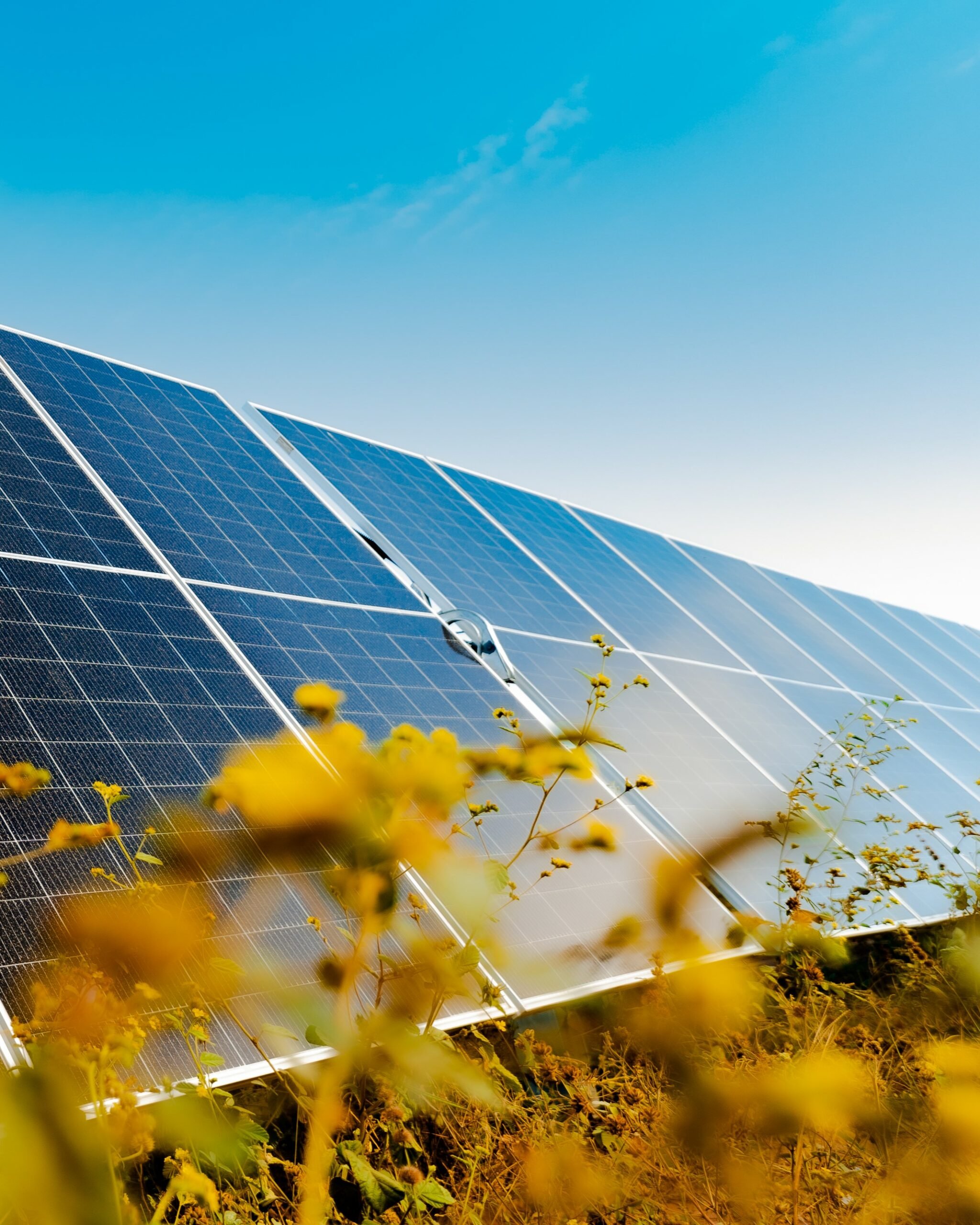 Solar panels rising above yellow wildflowers under a bright blue sky.