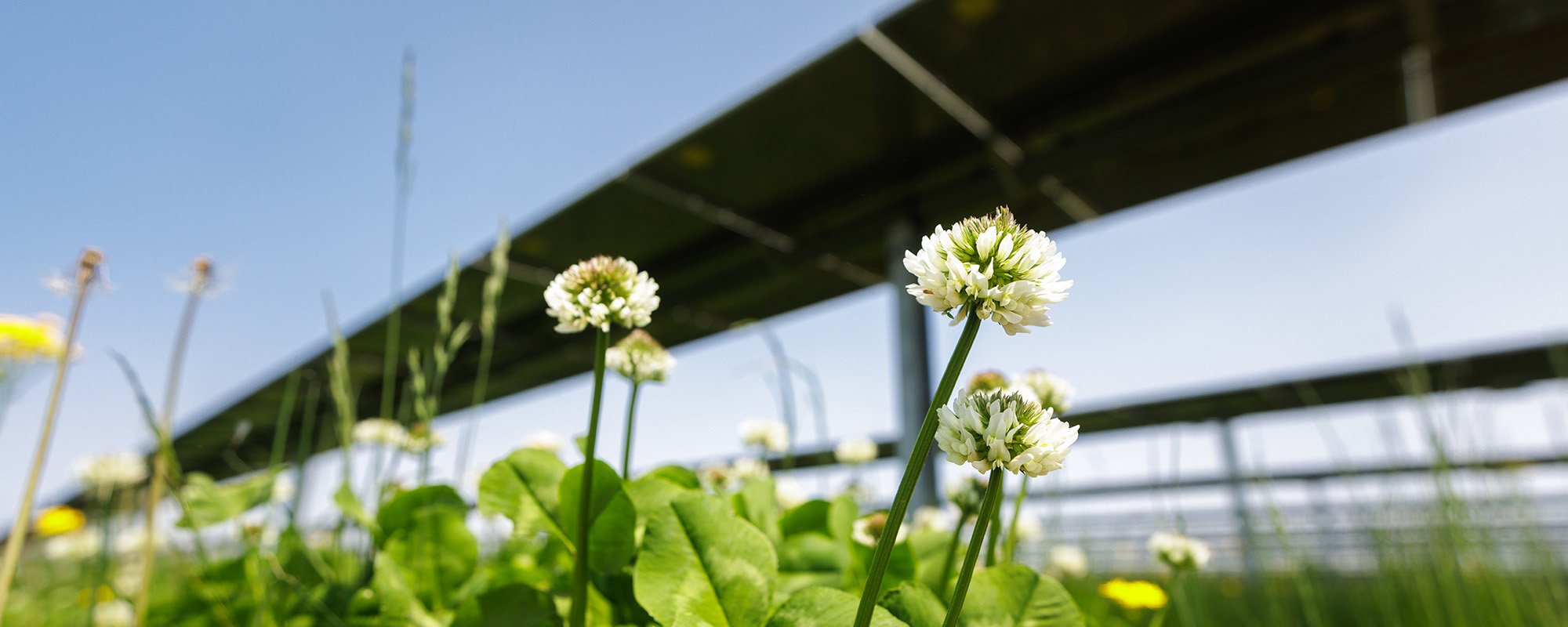 White clover flowers bloom in green grass beneath solar panels at a Lightsource bp solar project under a clear blue sky.