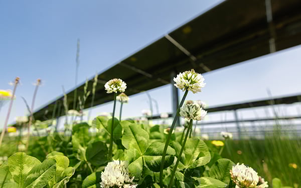 White clover flowers bloom in green grass beneath solar panels at a Lightsource bp solar project under a clear blue sky.