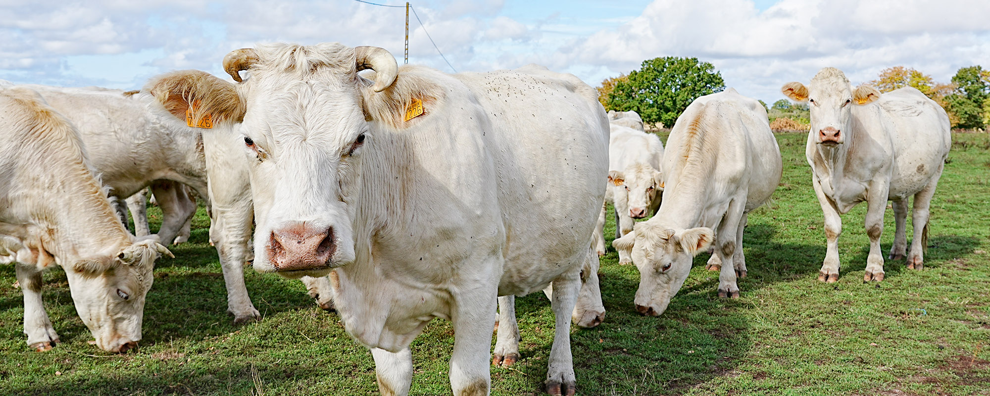 Herd of white cows
