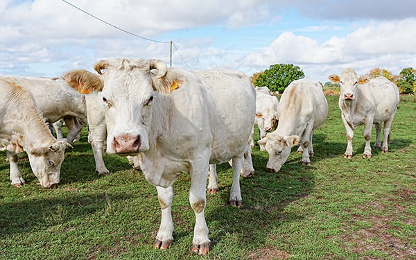 Herd of white cows