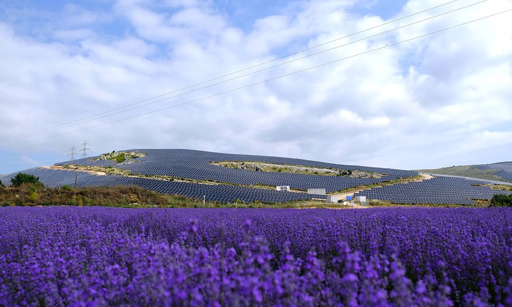 Purple flowers in front of Kozani solar farm in Greece