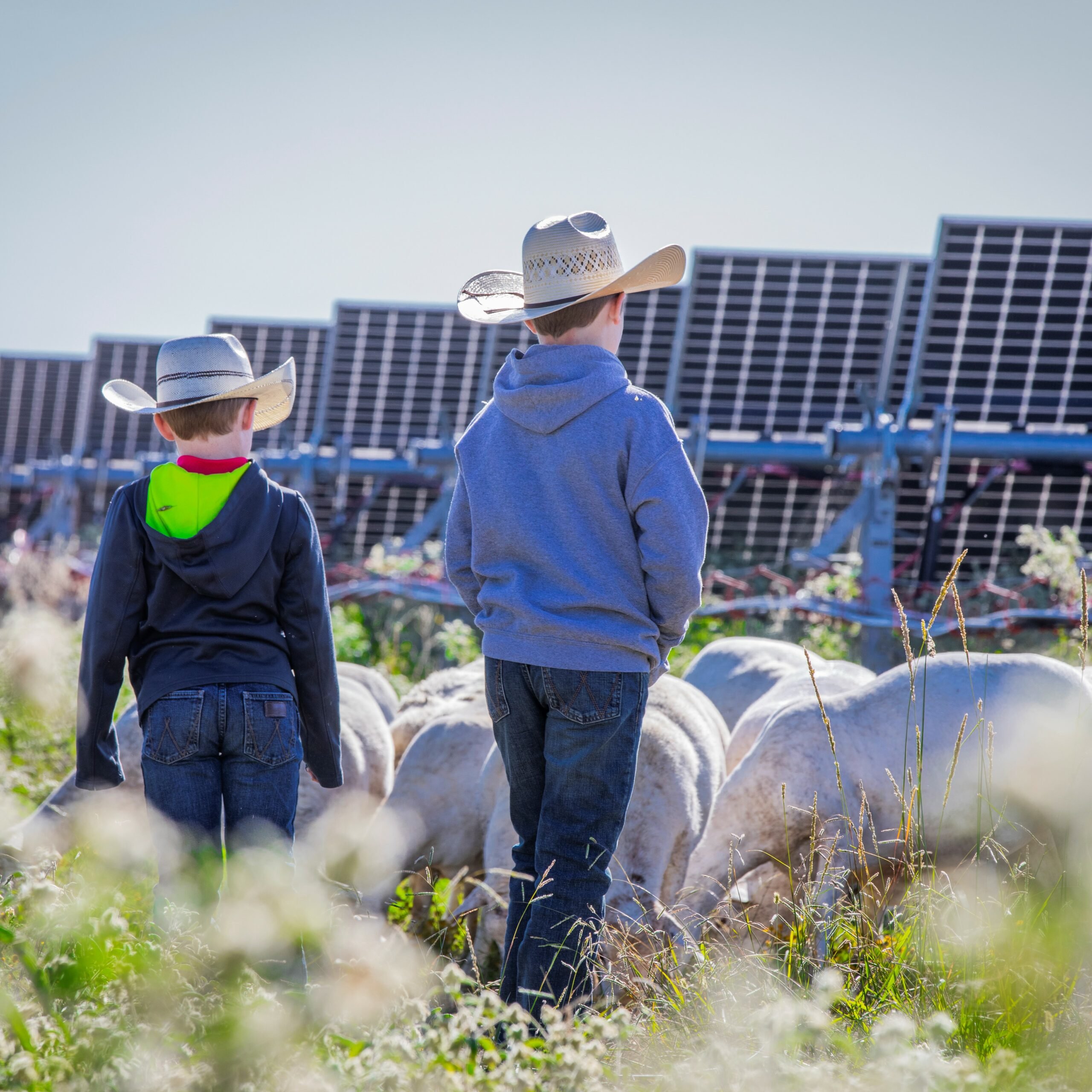Two children in cowboy hats watching sheep graze under rows of solar panels in a field.