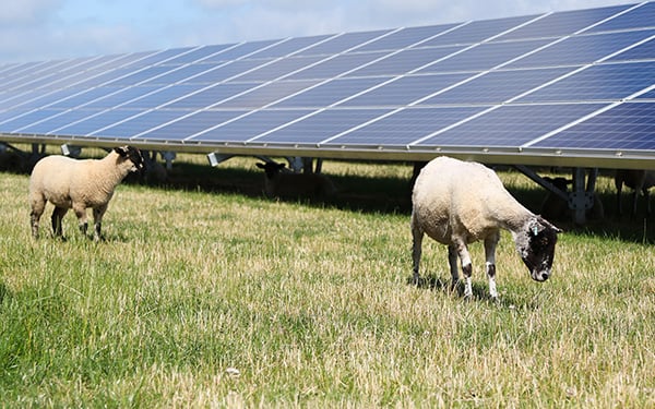 Two sheep graze in green grass among rows of solar panels at a Lightsource bp solar project under a partly cloudy sky.