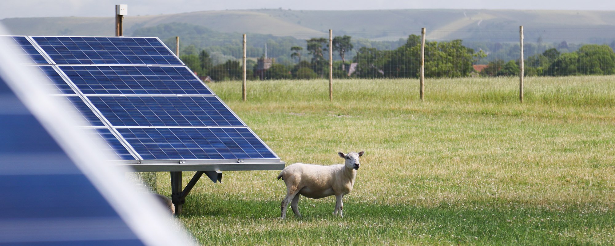 A sheep stands in a green field beside solar panels at a Lightsource bp solar project, with rolling hills and trees visible in the background.
